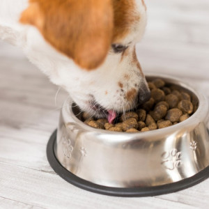 Pet Food and others Feeds