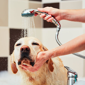 Pet Services