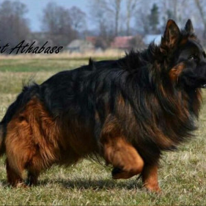 Dog  Obidian Training