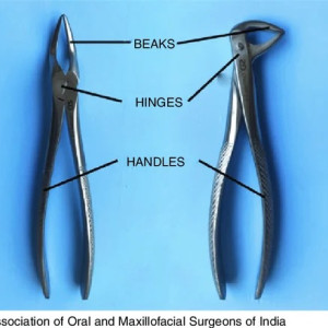 Stainless Steel Extraction Forceps
