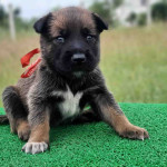 Grasp Kennels