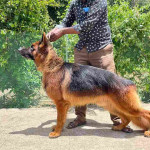 PADHUS KENNEL Grooming Services