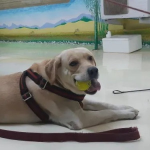 Pet Boarding And Daycare Service