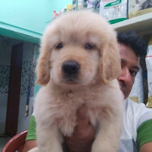 Rohit Dog Care Centre