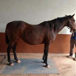 Veterinary Weighing Scale