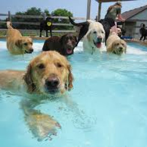 Dog Boarding Service in Telangana